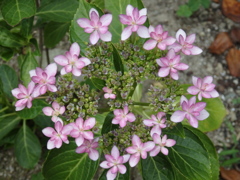 小っちゃな花