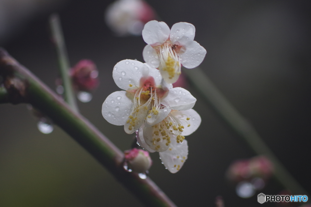 梅花 - 雨に濡れて