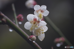 梅花 - 雨に濡れて