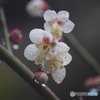 梅花 - 雨に濡れて