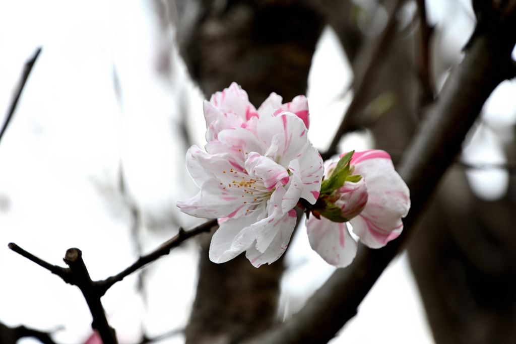 花桃