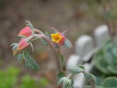 サボテンの花