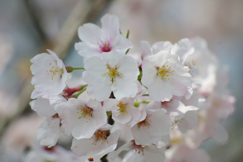 桜の季節