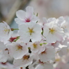 桜の季節