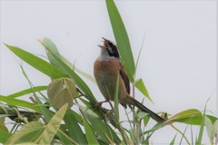 singing