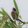 singing