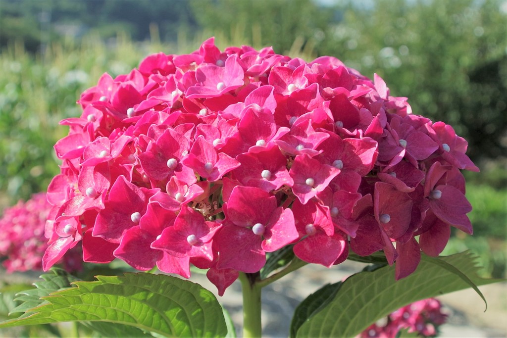 紫陽花？