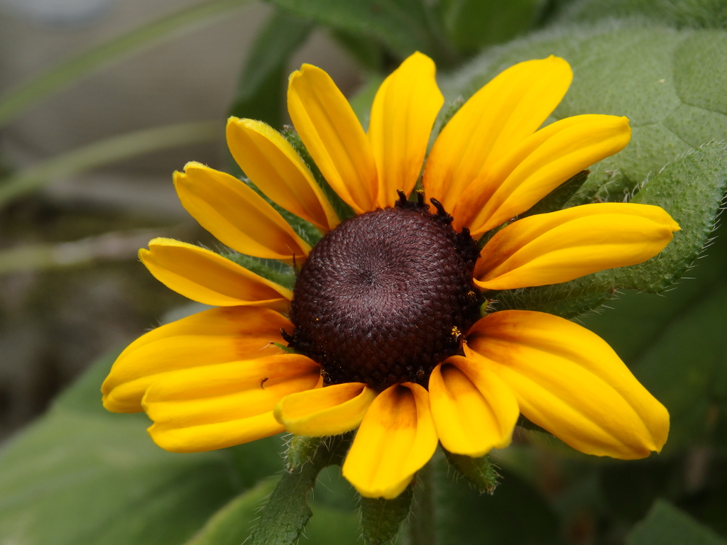 太陽な花