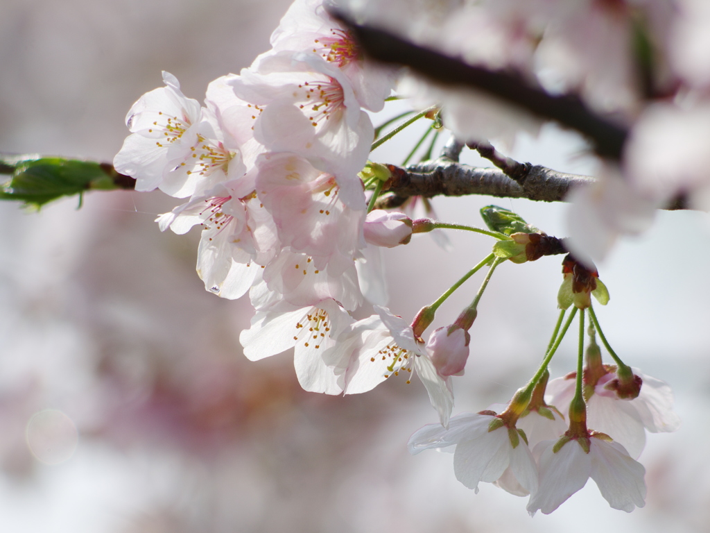 桜の季節2