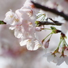 桜の季節2