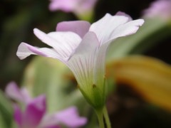 小っちゃな花