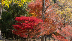 紅葉