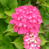 紫陽花