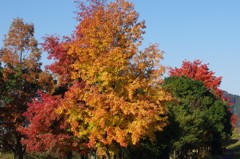 紅葉 (晩秋)
