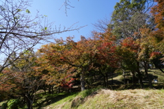 公園の紅葉