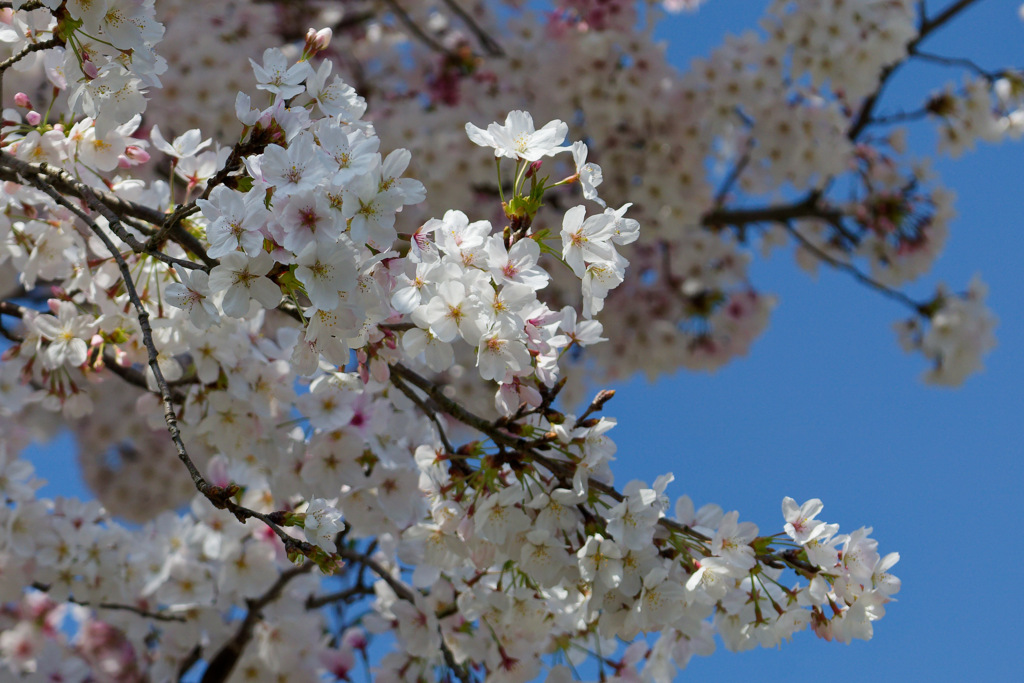 桜