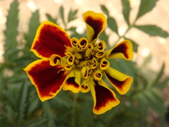 小っちゃな花