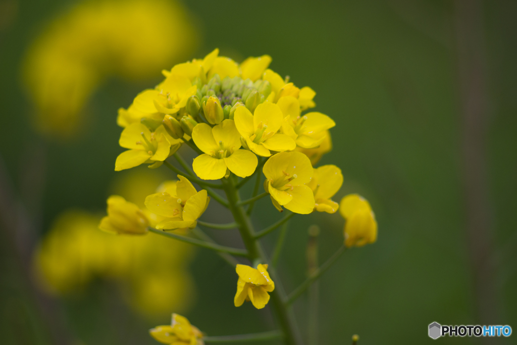 菜の花
