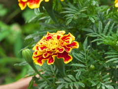 小っちゃな花