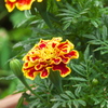 小っちゃな花
