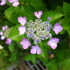 紫陽花