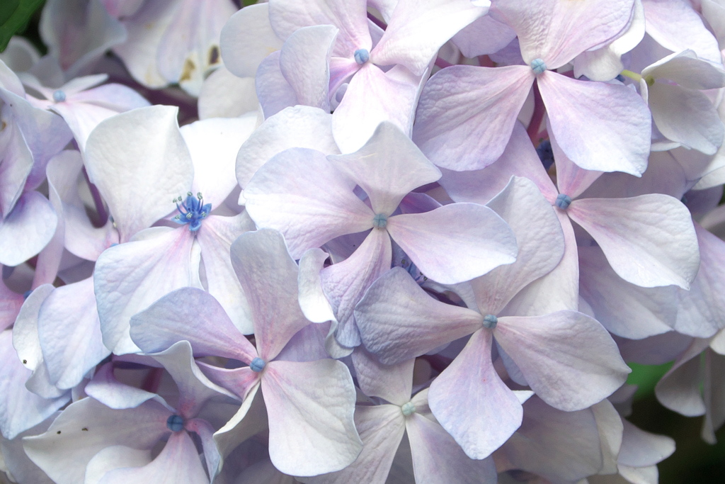 紫陽花2
