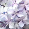 紫陽花2