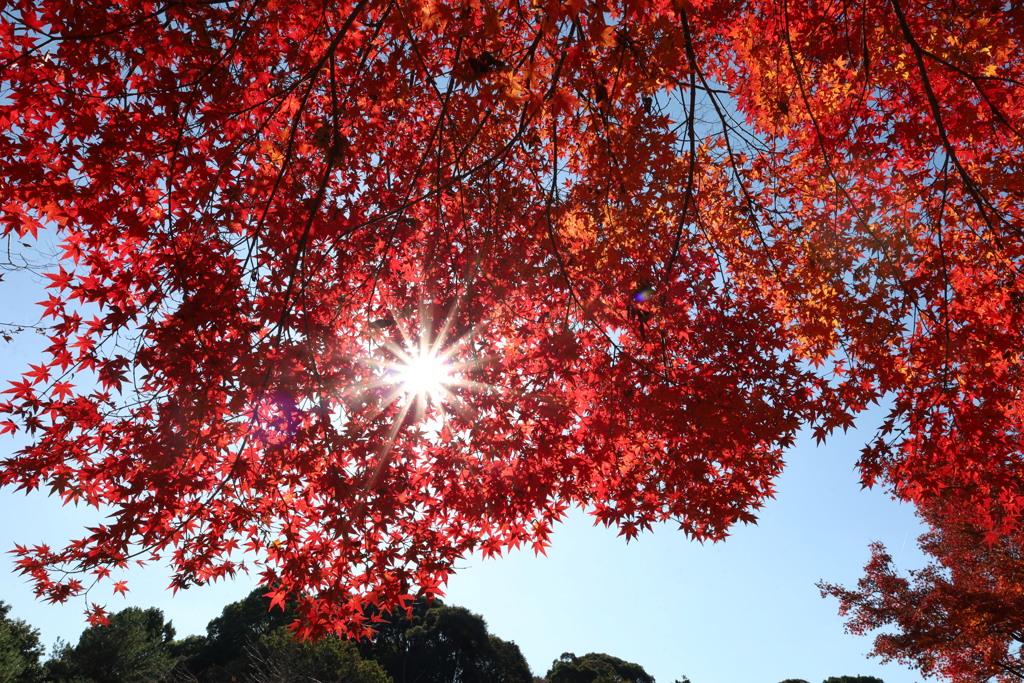 紅葉