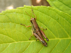 リアル・・バッタ