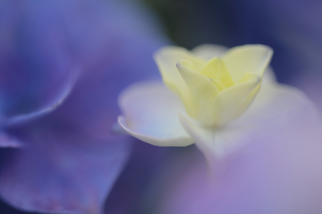 Melting Hydrangea