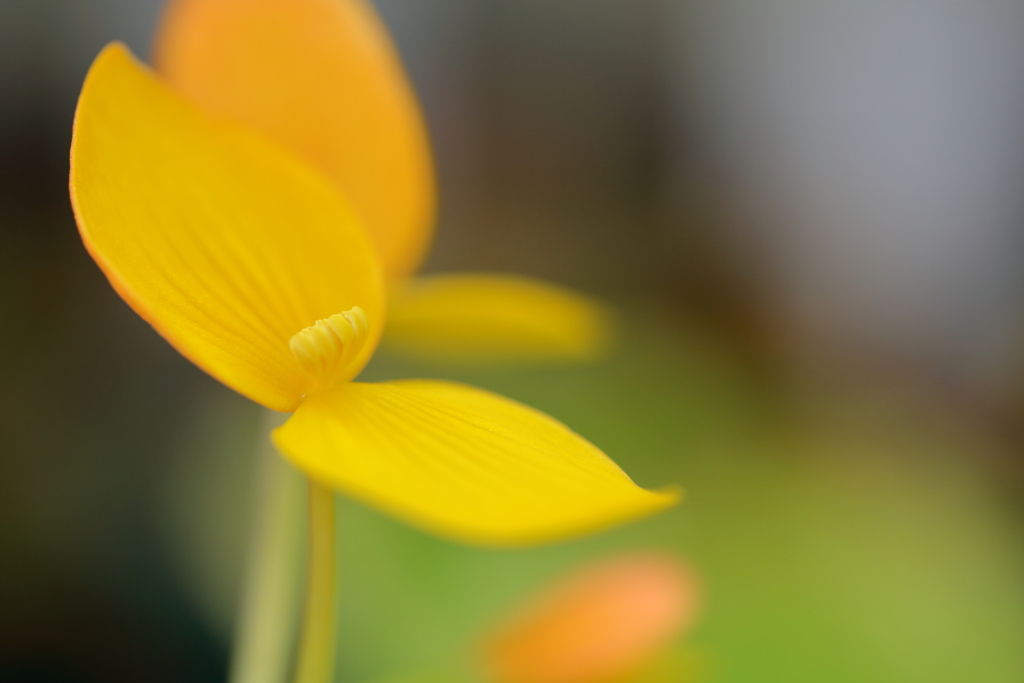 Yellow feathers