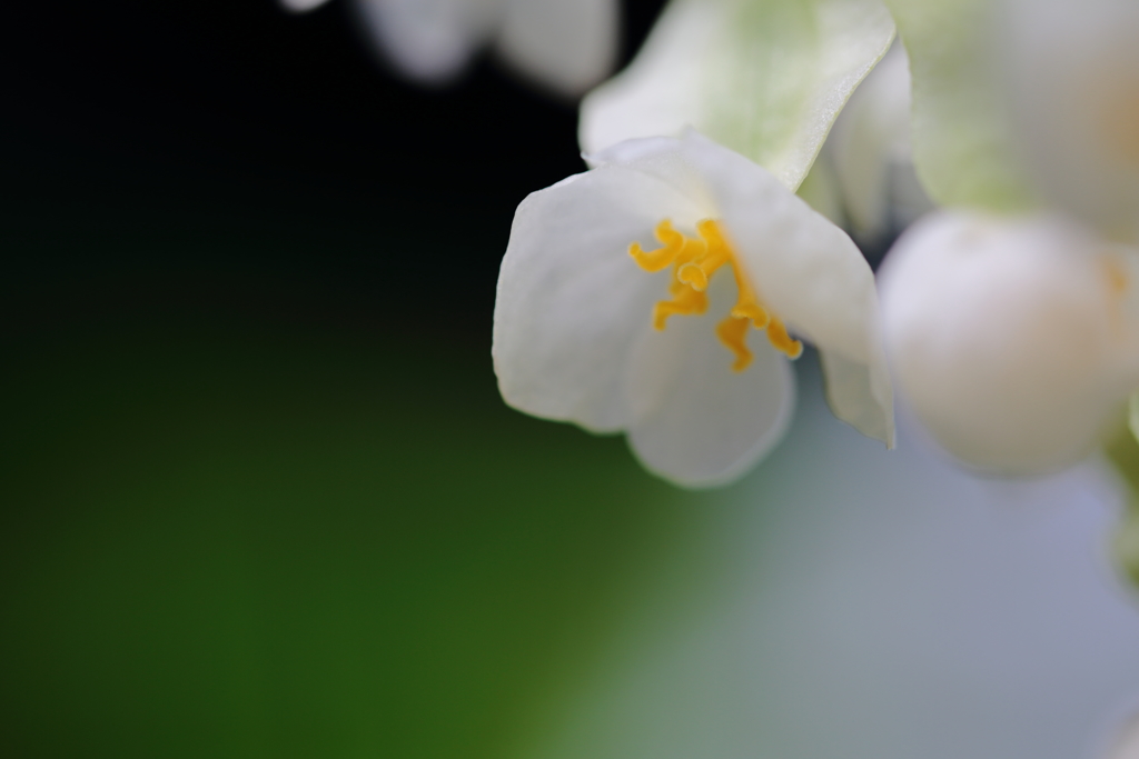 White Begonia