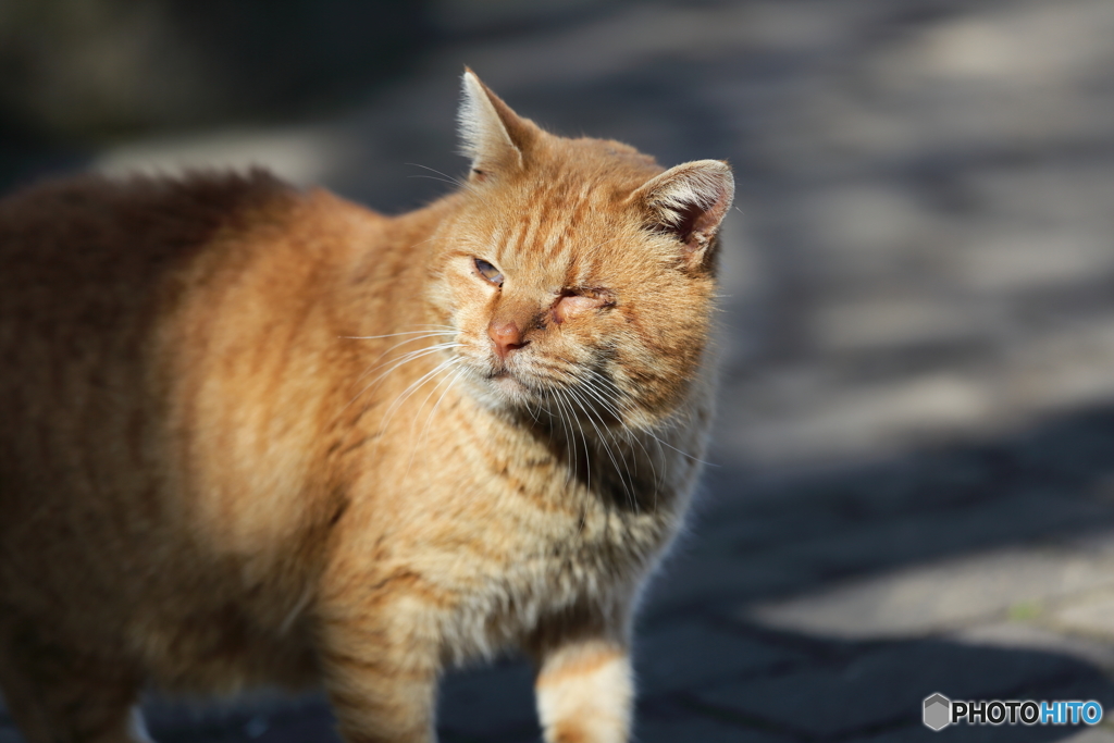 長崎の街猫③