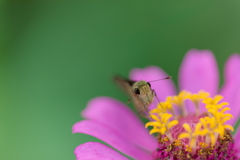 このお花にしようかな～