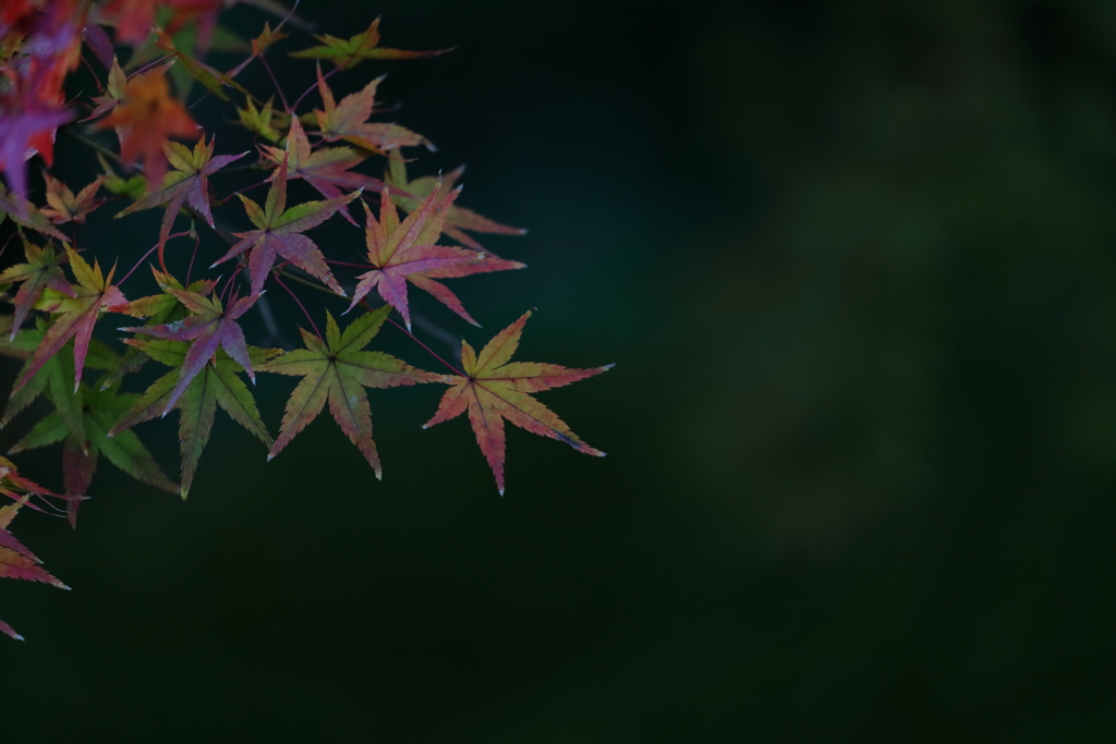 晩秋