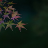 晩秋