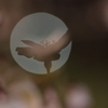 夜・さくら