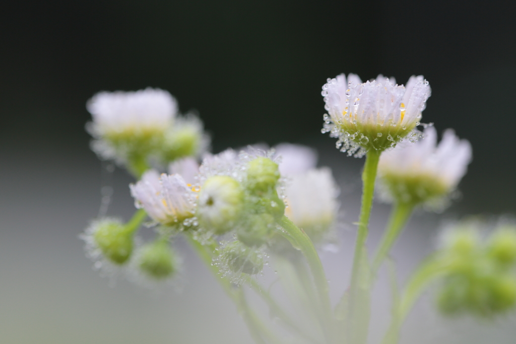 Simple beauty