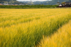 麦秋のころ