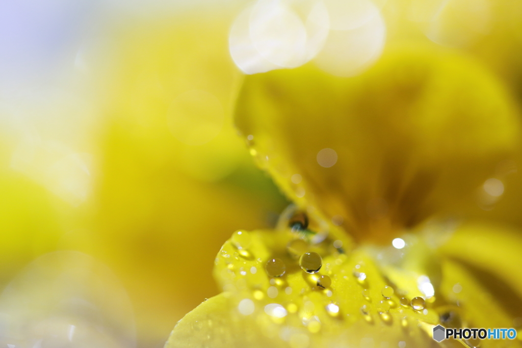 Jewels on Flower ②