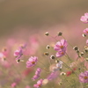 秋桜