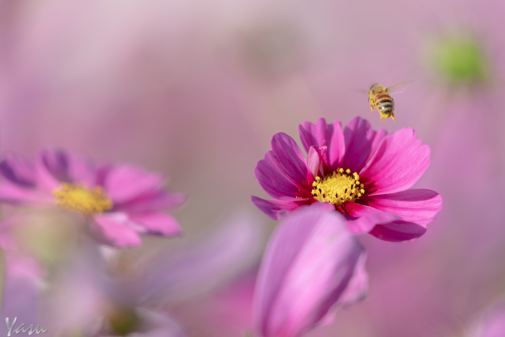 さぁ　つぎの花へ…