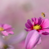 さぁ　つぎの花へ…