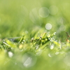 Morning Grasses