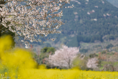 花のきせつ