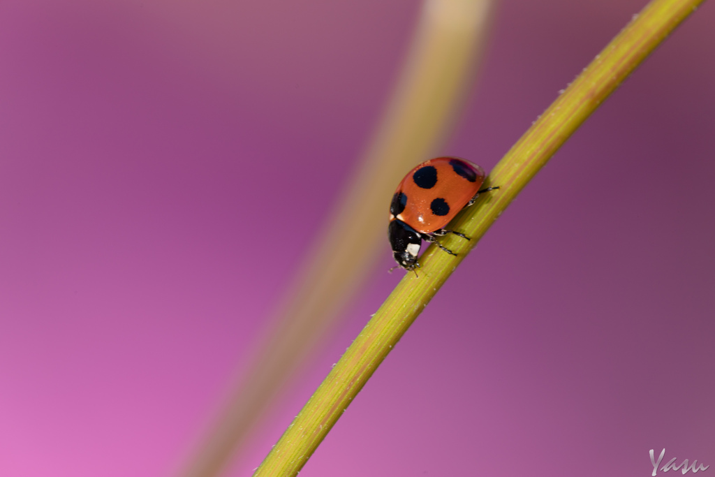 花の色に染まりたい