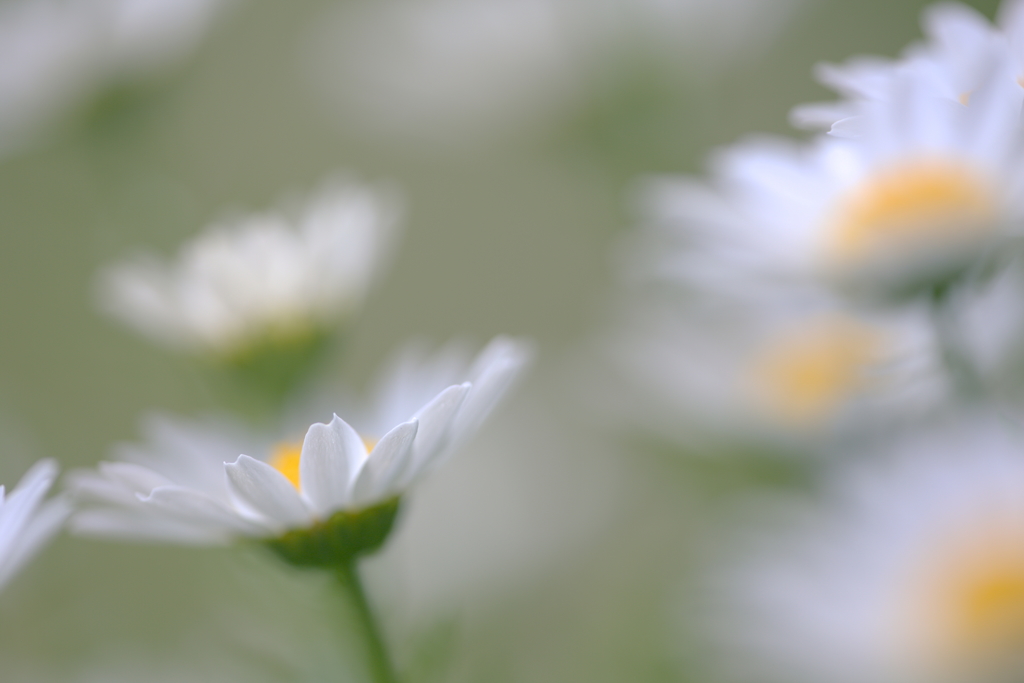 White bloom