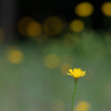 花ほたる