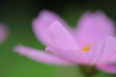 秋桜の舞