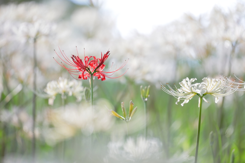 紅